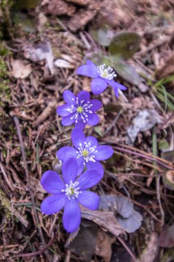 hepatica bir demet