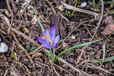 Ormanda yalnız Crocus