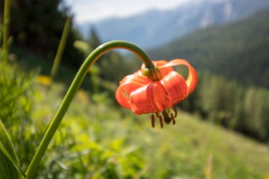 Carniolan zambak yakın çekim
