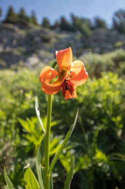 Dağlarda carniolan zambak