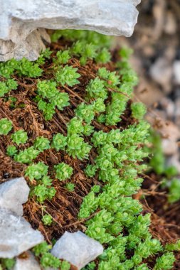 Çiçek açmadan önce Rhodiola Rosea