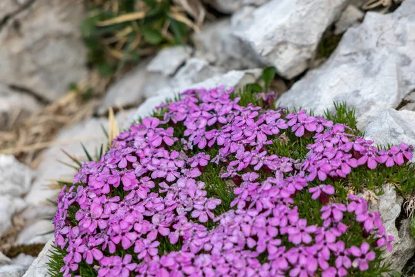 Bouquet Moss Campion — Stock Photo, Image