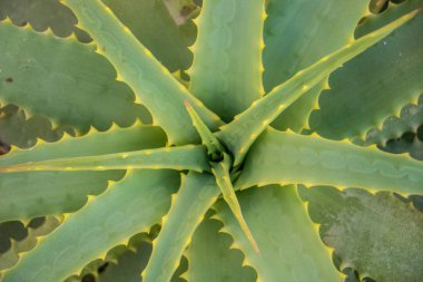 Milos üzerinde güzel sunlite kaktüs yakın