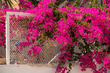 Pretty Bougainvillea çiçek demet
