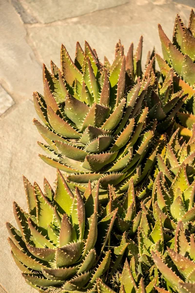Cactus Sunlite Milos —  Fotos de Stock
