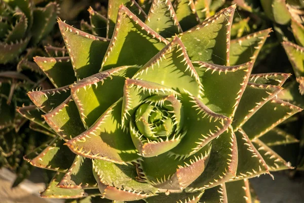 Gyönyörű Sunlite Kaktusz Milos Szigeten — Stock Fotó
