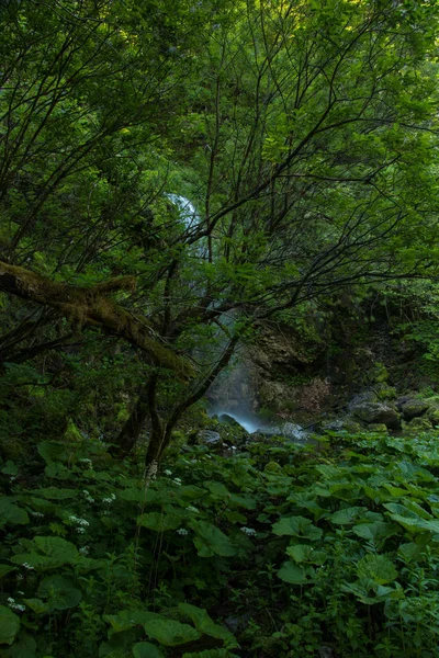 Verde Colorido Pequenas Folhas Cachoeira Jogar — Fotografia de Stock