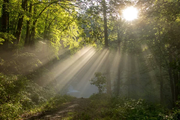 Luz Brilhando Através Floresta — Fotografia de Stock