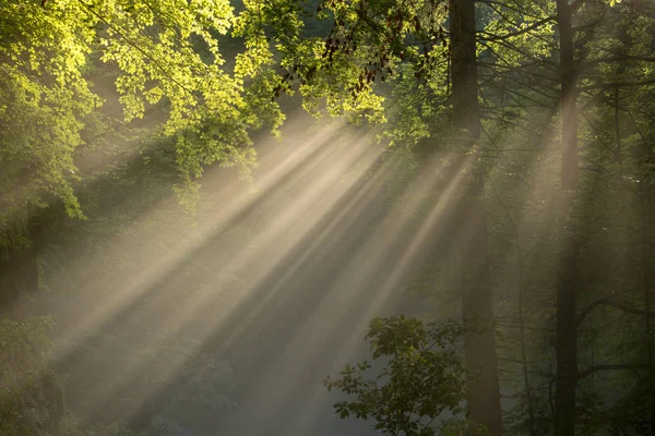 Solstrålarna Skiner Genom Löv — Stockfoto