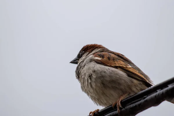 Male House Sparrow Close — Stock Photo, Image