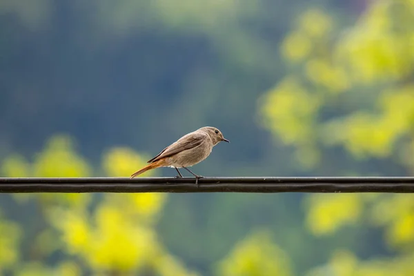 Femme Noir Redstart Sur Câble Gros Plan — Photo