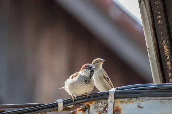 Male Female House Sparrows — Stock Photo, Image