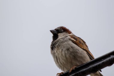 Güzel House serçe yakın