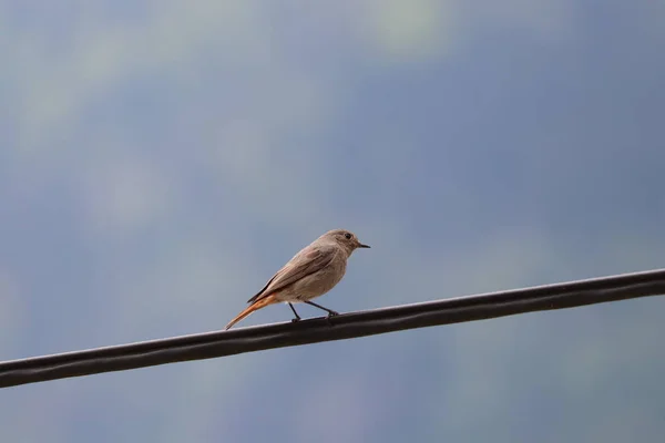 Feminino Preto Redstart Com Céu Azul — Fotografia de Stock