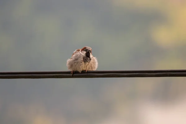 Passero Bella Casa Piedi Cavo Elettrico — Foto Stock