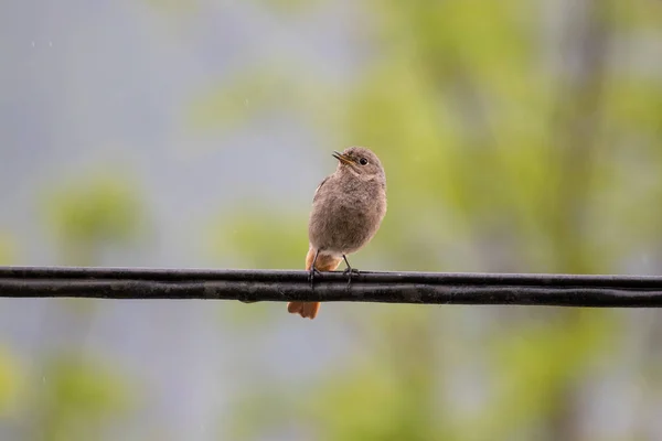 Female Black Redstart Standing Electric Cable — Stock Photo, Image