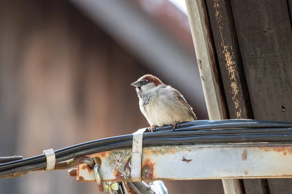 House Sparrow Standing Electric Cable — Stock Photo, Image