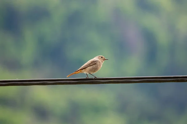 Female Black Redstart Standing Electric Cable Close Stock Photo