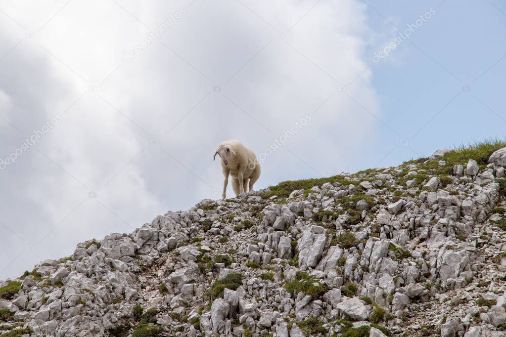 Small sheep near Triglav mountain