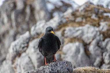 Sarı gagalı alp chough