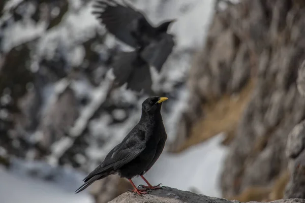 Alpine Alpkråkan Eller Gulnäbbad Alpkråkan — Stockfoto