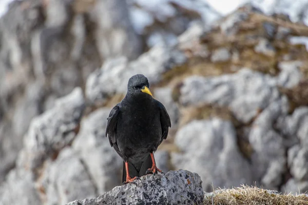 Alpin Pyrrhocorax Med Gul Näbb — Stockfoto