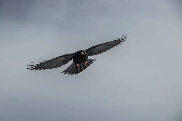 Alpine Pyrrhocorax Flygande Läge — Stockfoto