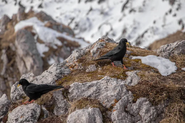 Två Alpina Pyrrhocorax Stående Berg Vintertid — Stockfoto