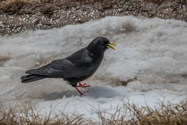 Alpin Pyrrhocorax Med Öppen Näbb — Stockfoto