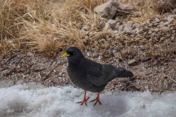 Alpine Pyrrhocorax Stående Snö — Stockfoto