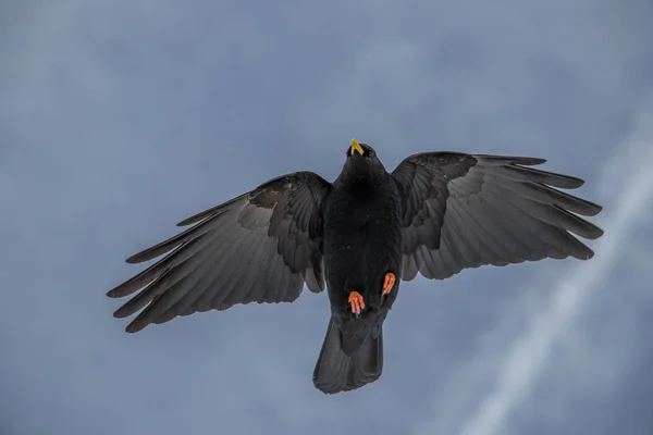 Alpine Pyrrhocorax Flyger Ovan Närbild — Stockfoto