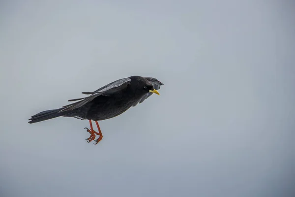 Alpine Pyrrhocorax Flyger Luften Från Sidan — Stockfoto