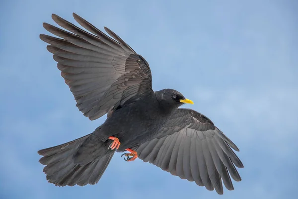 Alpine Pyrrhocorax Flyger Luften Närbild — Stockfoto
