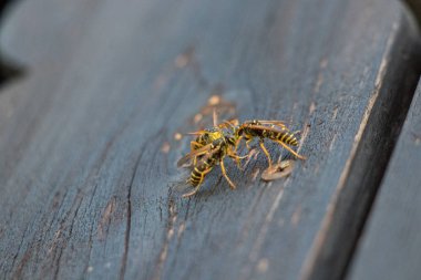 Balkonda üç eşek arısı dövüşüyor.