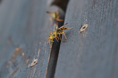 Balkonda üç eşek arısı var. Yaklaş.