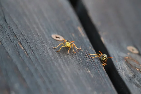 Close Foto Van Twee Wespen Zoek Naar Camera — Stockfoto