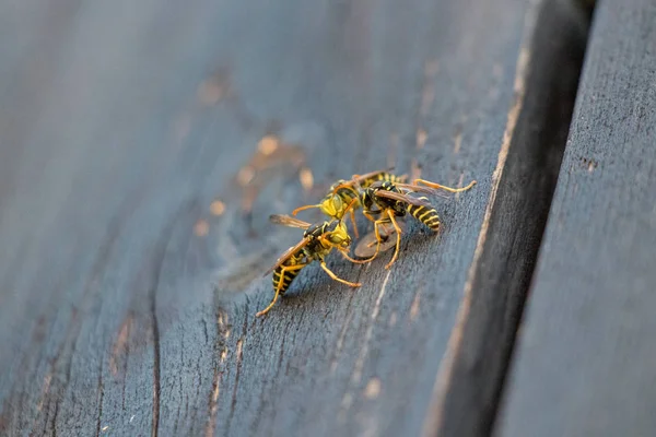 Trois Guêpes Sur Balcon Battant Près — Photo