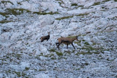 Yüksek dağlarda Chamois ailesi