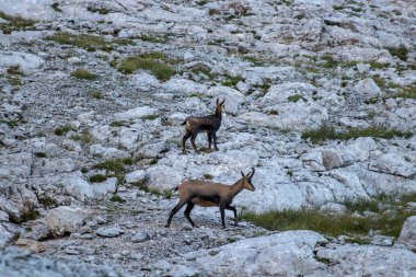 Kayalık arazide Chamois ailesi, yüksek dağlar.
