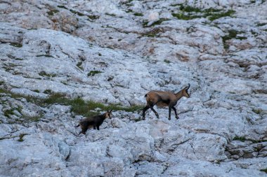 Chamois ailesi yüksek dağlarda