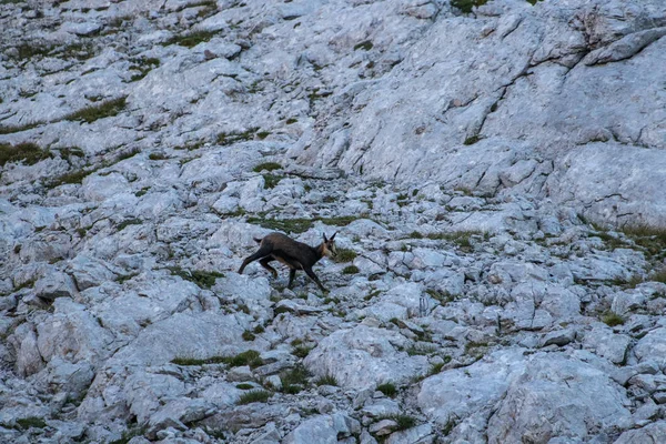 Kleine Gemzen Hoge Bergen — Stockfoto