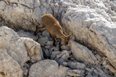 Genç Ibex dağlarda yükseğe tırmanıyor