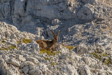 Yetişkin dağ keçisi dağlarda dinleniyor.
