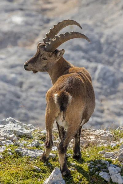 Young Ibex Showing His Horns — Stock Photo, Image