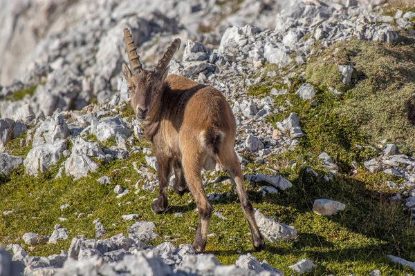 Genç Ibex Dağlarda Kameraya Doğru Bakıyor — Stok fotoğraf