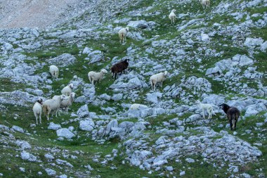 Dağlarda otlayan koyunlar, sabah vakti