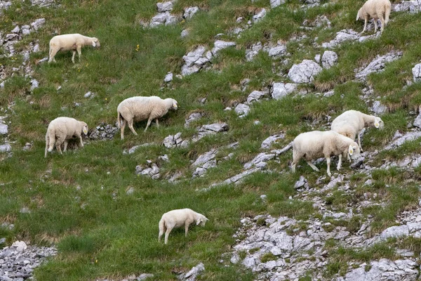 Sheeps pasturing in high mountains, morning time