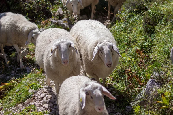 Кучка Овец Горах — стоковое фото
