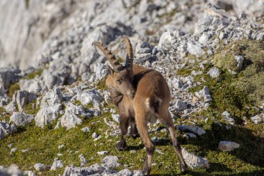 Yetişkin dağ keçisi yüksek Alplerde kendini temizliyor.
