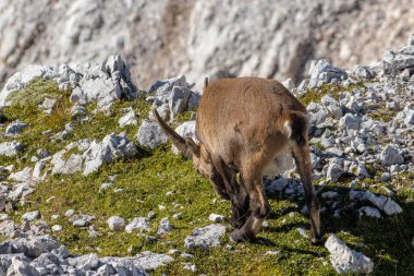 Dağ keçisi yüksek dağlarda otlar.